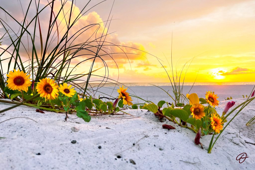 Morning Glory artwork by Fabio Dal Boni – beach morning glory plants under orange-yellow sunset, Sarasota