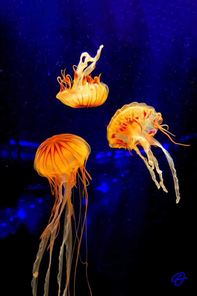 Slow Motion artwork by Fabio Dal Boni – jellyfish dancing in deep blue ocean water